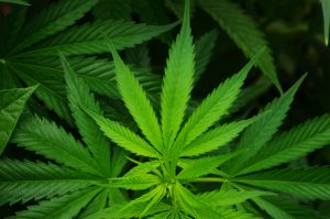 Duitsland wil medicinaal cannabisgebruik onder zorgverzekering laten vallen. Foto: Lode Van de Velde