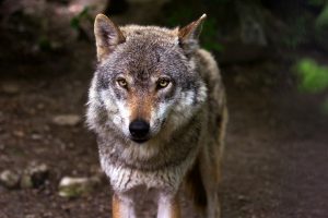 wolf